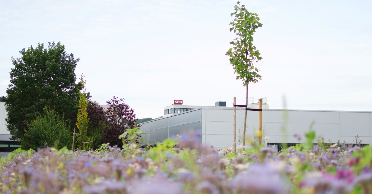 Flower meadow close-up with KEB Automation hall in the background
